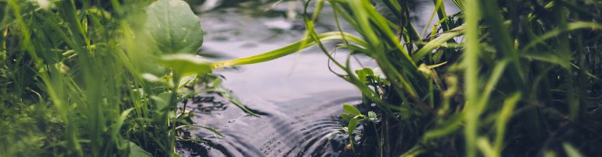 Fluss mit Blättern und Gräsern